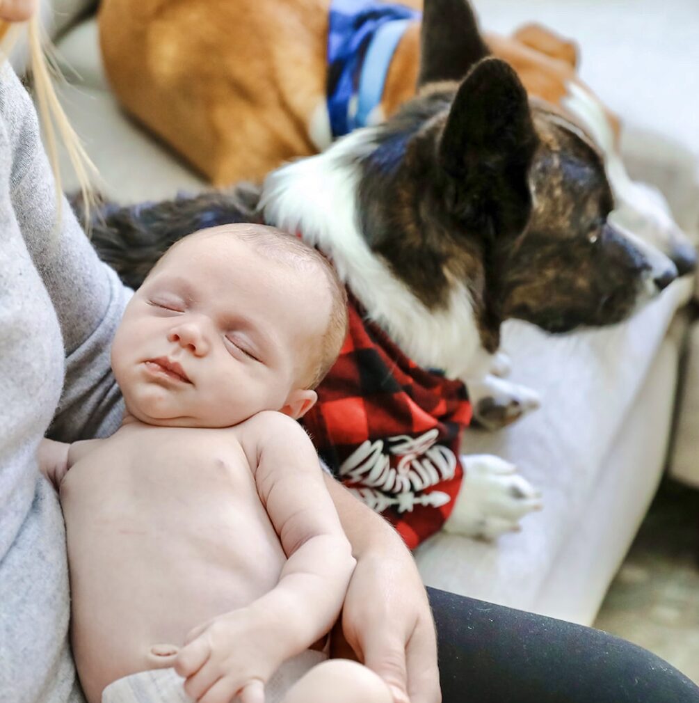 Northern VA Newborn Photo Session With Dogs, Maisi Julian Photography
